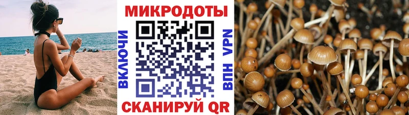 закладки  Петров Вал  Галлюциногенные грибы Psilocybine cubensis 